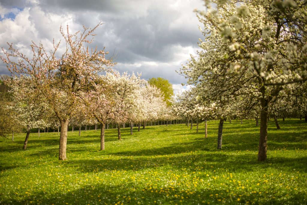Pommiers_en_fleurs-Vincent_Rustuel___Calvados_Attractivite-6947
