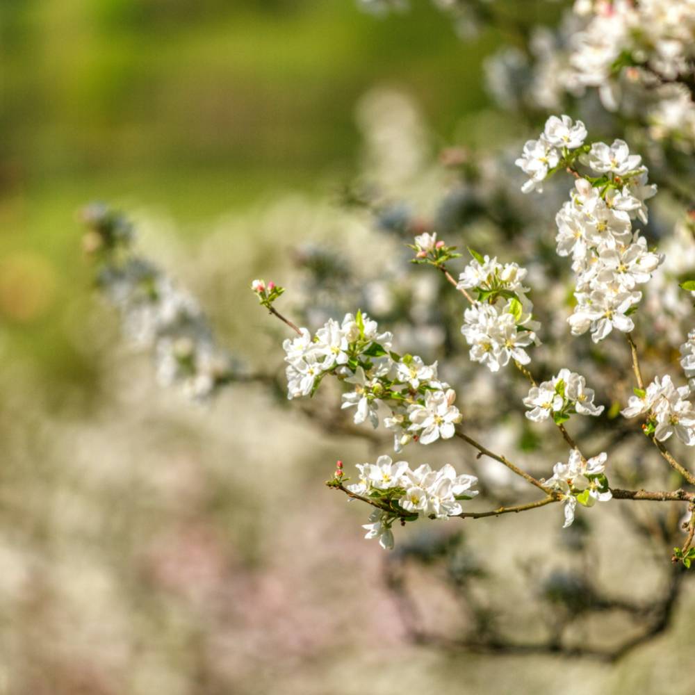 jardin-pommiers