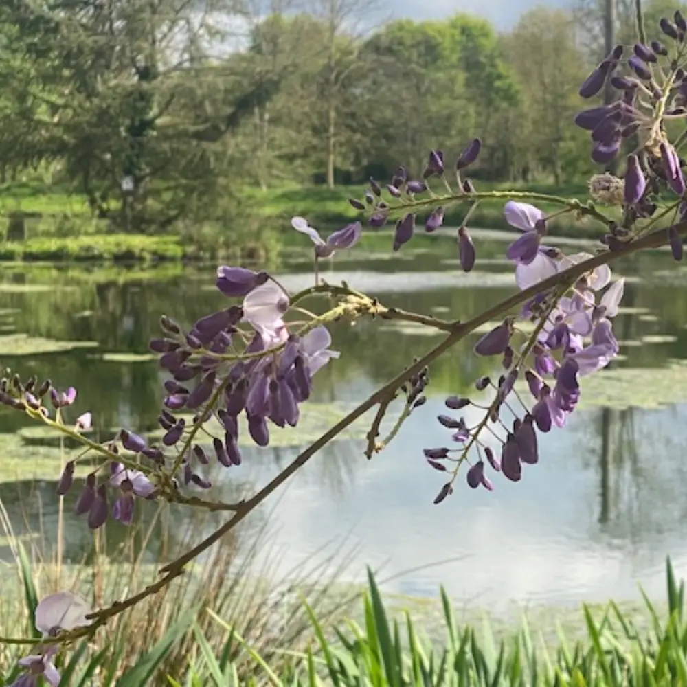 glycine